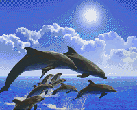 Delfíny 816212